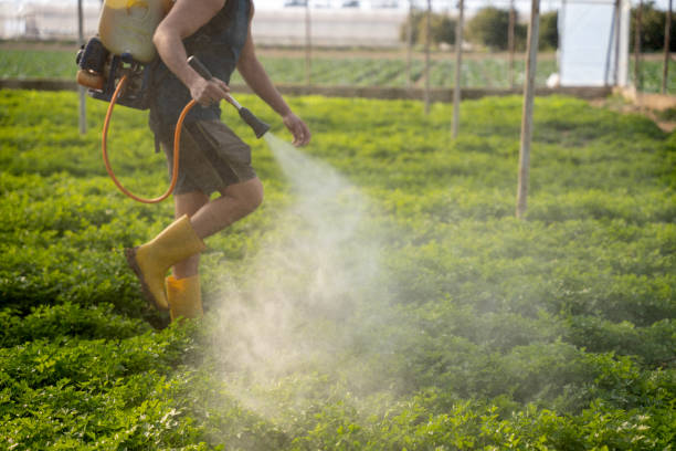 Best Local Pest Control Services  in Lincoln Park, NY