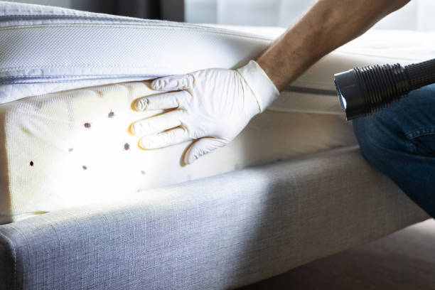 Best Cockroach Control Services  in Lincoln Park, NY