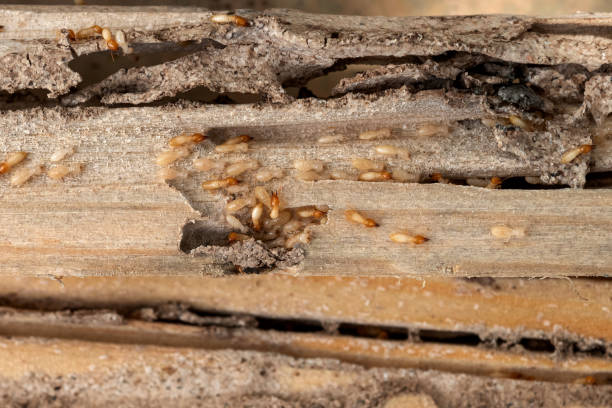 Best Affordable Pest Control Services  in Lincoln Park, NY